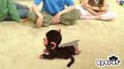 Im�genes EyePet (PS3)