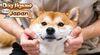Dog Jigsaw from Japan para Nintendo Switch