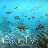 Aqua TV eShop para Wii U