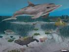 X06: Imágenes de Zoo Tycoon 2: Marine Mania