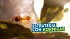 Empire of the Ants juego espectacular con hormigas y fotorrealismo