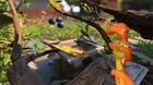 Grounded Español Halloween Xbox One PC