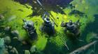 Bungie confirma que Destiny 2: La Reina Bruja no incluirá mazmorras en el season pass.