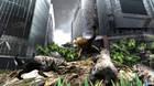 Tokyo Jungle se muestra en nuevas imágenes