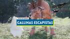 Gallinas escapistas en Final Fantasy VII Rebirth: c�mo completarla y recompensas