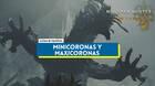 Monster Hunter Wilds: Cómo conseguir Minicoronas y Maxicoronas