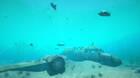 World of Diving llega al Acceso Anticipado de Steam