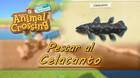 Cómo pescar al Celacanto en Animal Crossing: New Horizons