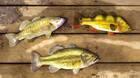 Fishing Planet llegará a PlayStation 4 el 29 de agosto
