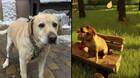 Desarrollador pierde a su perro tras 15 años juntos y decide inmortalizarlo en la misión más emotiva de su juego