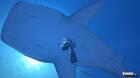 Nueva imagen de Forever Blue para Wii