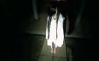 Nippon Ichi Software muestra un vídeo de su nuevo proyecto