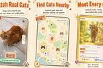 Es como Pokémon GO pero 'cazando' gatos reales que encuentres por la calle: así es el nuevo CatchCat