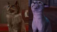 Larian Studios afeita a un gato de Baldur's Gate 3 por petición de la comunidad