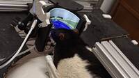 El experimento viral de las ratas y DOOM evoluciona: Ya saben disparar y usan pantallas curvas