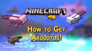 Minecraft: How to Find Axolotls and Tame Them Easily