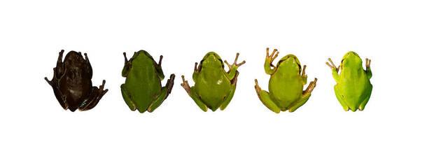 Ranas Chernóbil