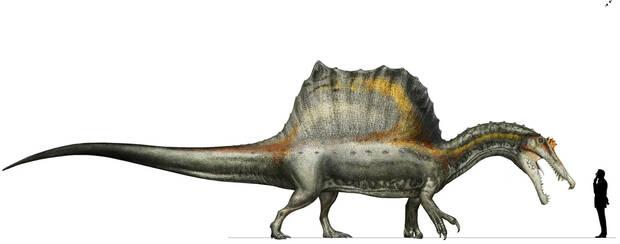 Tama�o de los Spinosaurus