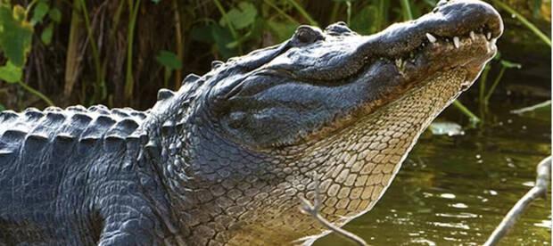 Caim�n en Florida