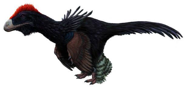 Atrociraptor