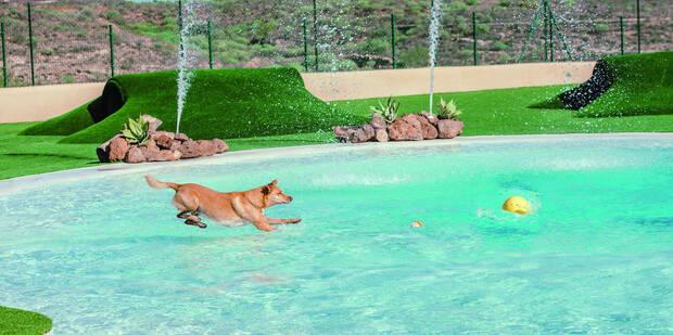 Parque acuático para perros: Mascots Pet Resort & Club (Tenerife)