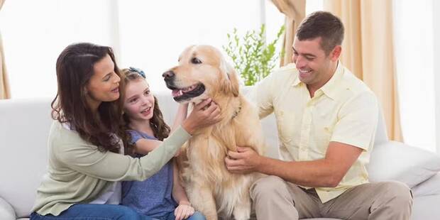 Perro en casa