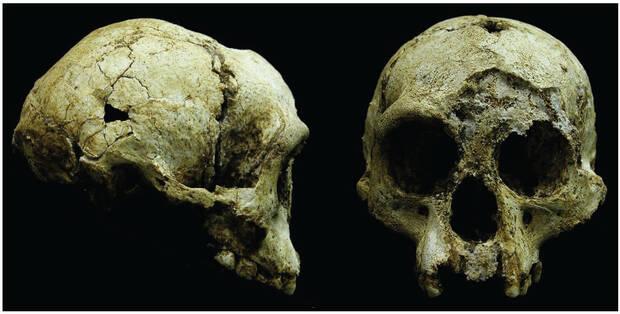 Homo floresiensis