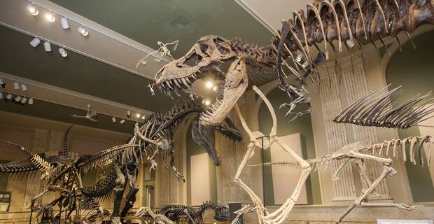 Huesos de dinosaurios