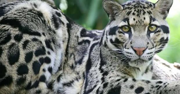 Leopardo nublado