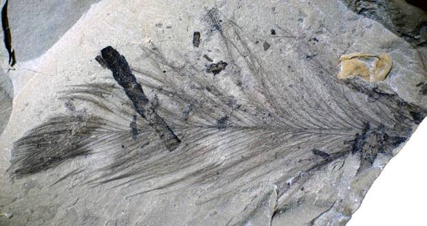 Pluma dinosaurio fósil