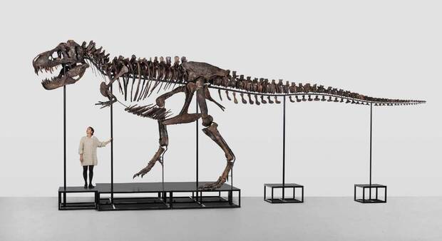 Esqueleto de T.rex