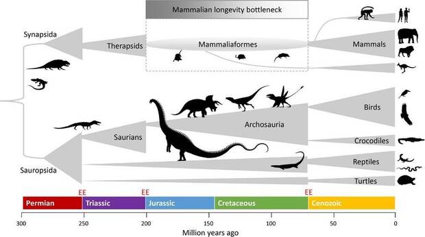 Gr�fico sobre el estudio relacionado con la longevidad de los humanos en relaci�n a la evoluci�n necesaria para sobrevivir en la Era mesozoica