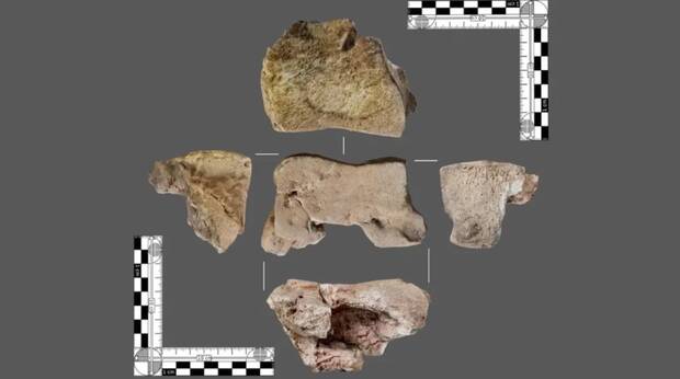 Carpo derecho del elefante