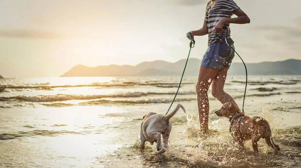 Perros en verano