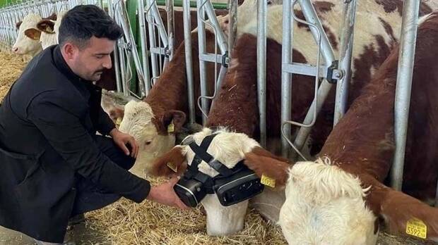 Vacas con gafas de realidad virtual