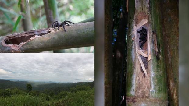 Fotos Araña Bambú Chomphuphuang