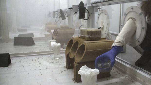 Mosquitos gen�ticamente alterados en �frica