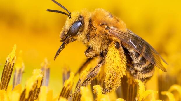 Millones de abejas en Brasil cambian la agricultura