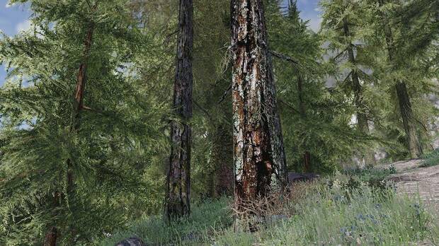 Un mod para Skyrim recrea los bosques del juego con distintos árboles reales Imagen 2