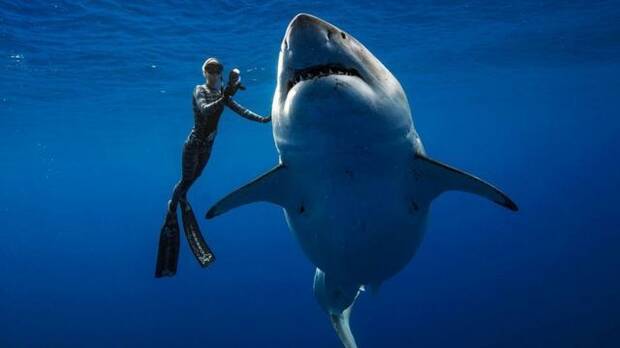 Humanos y tiburones