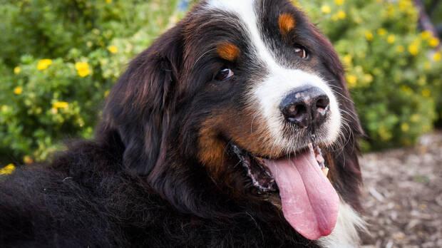 Cuáles son los síntomas de deterioro cognitivo más habituales en los perros mayores