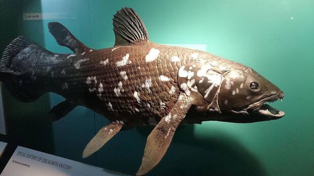 Celacanto en museo