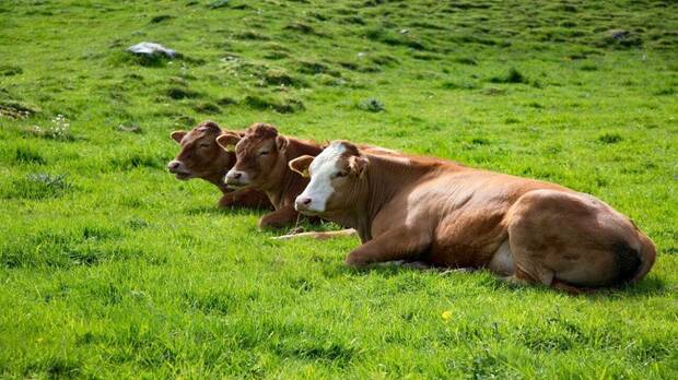 Vacas pastando