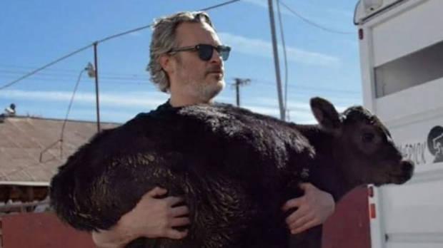 Joaquin Phoenix con una vaca