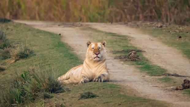 Tigre dorado fotografiado por Gustav Ramnarayanan en India