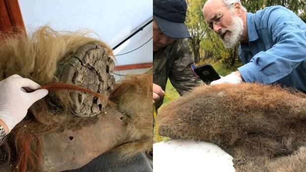 ADN en un mamut lanudo