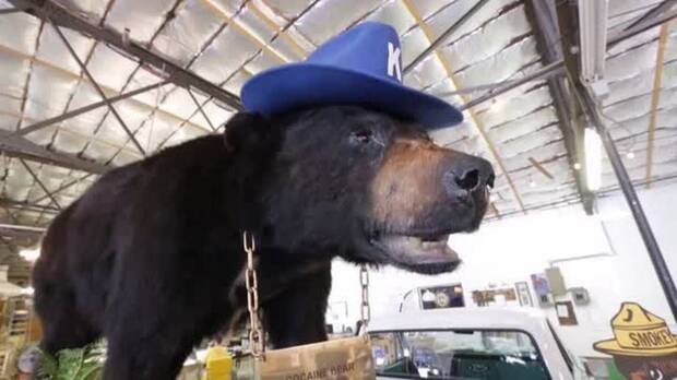 Cocabear