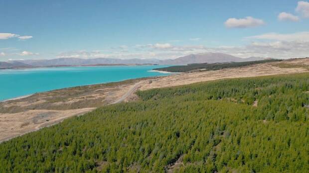 Nueva Zelanda y los bosques