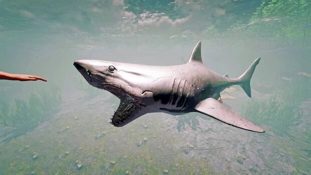 Tiburones en The Forest