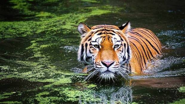 Tigre Extinción Masiva